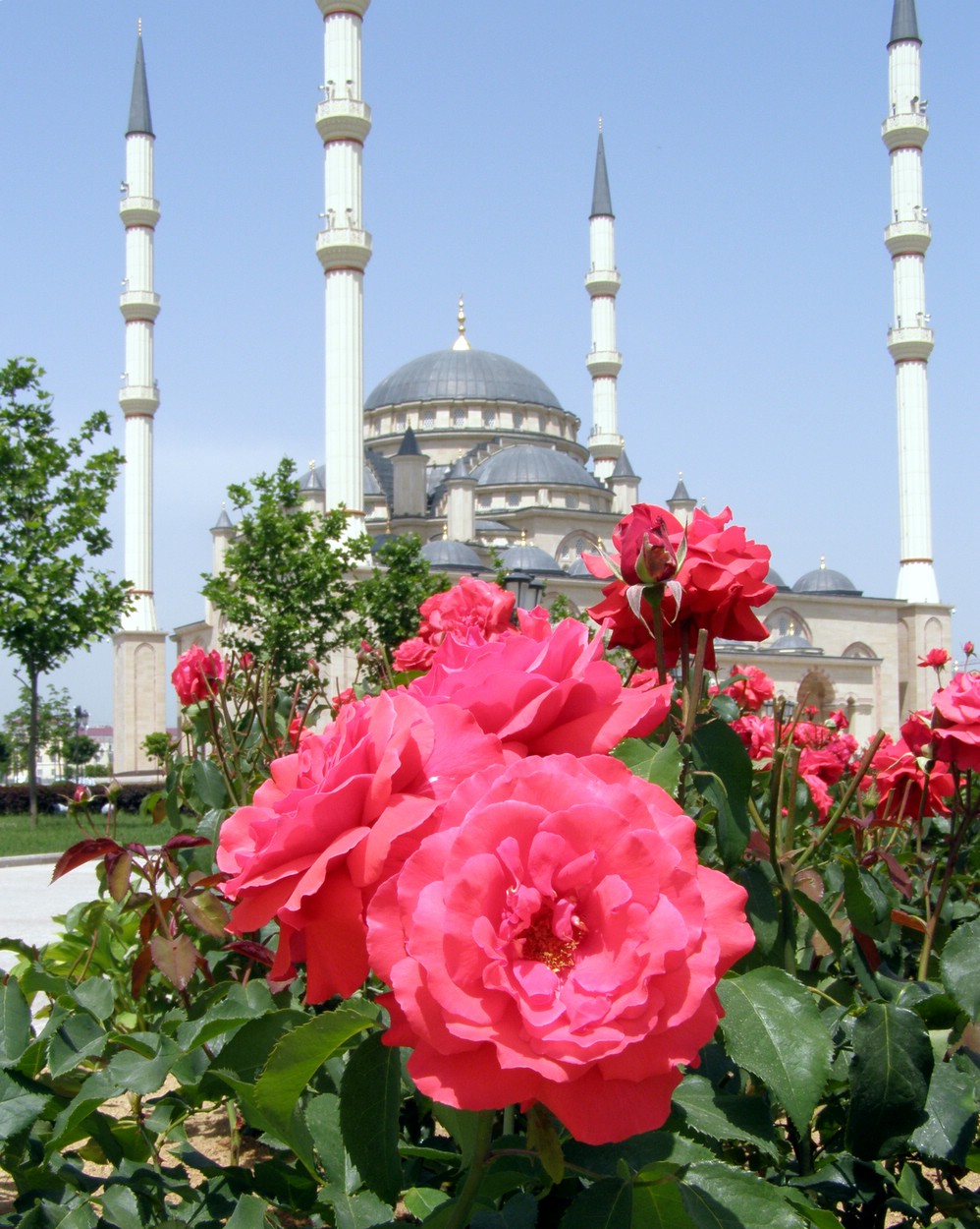 Стамбульская Роза